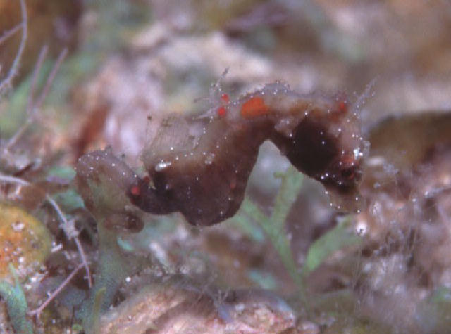 Hippocampus severnsi